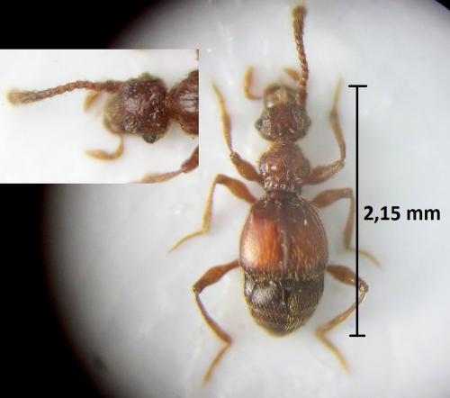 Batrisodes venustus